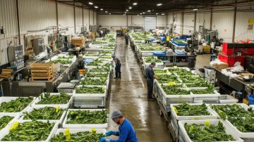 Agriculture WareHousing